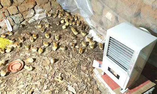 养殖工业暖风机使用案例